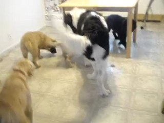 La famille de 4 chiots 2