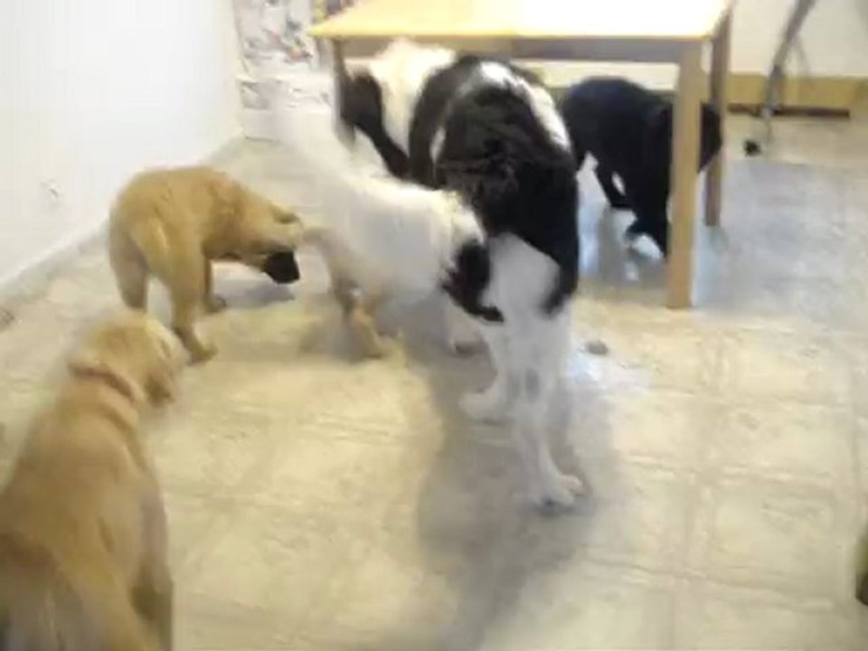 La famille de 4 chiots 2