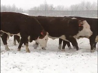 2011 - H-2s - M.C. Quantock Canada's Bulls - (Hereford ...