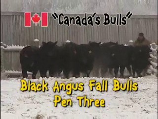 2011 - Black Angus - M.C. Quantock Canada's Bulls