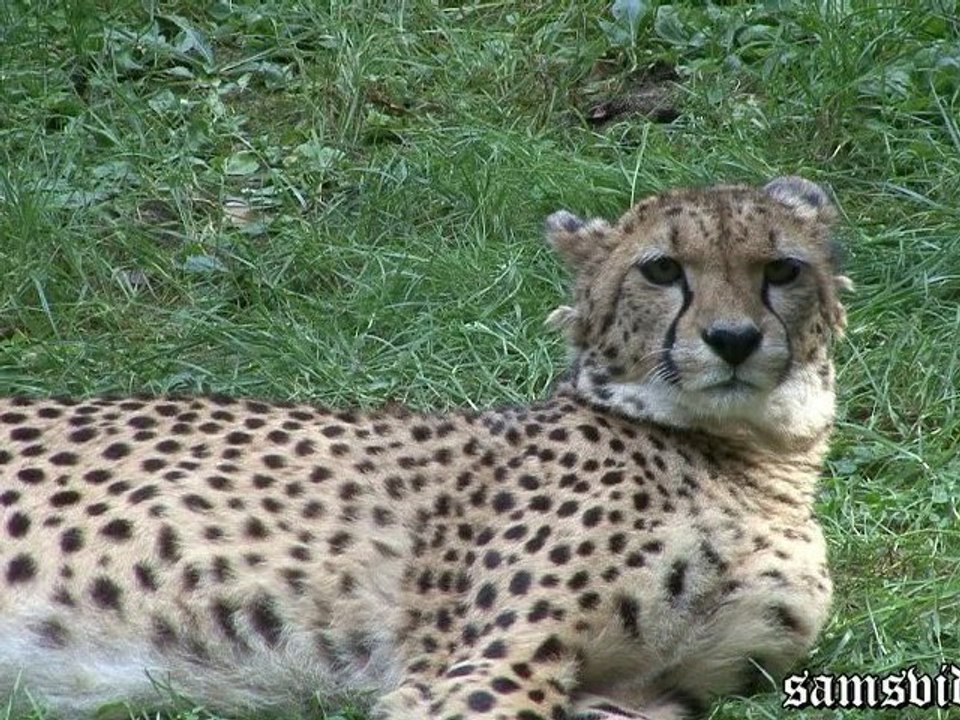 Gepard