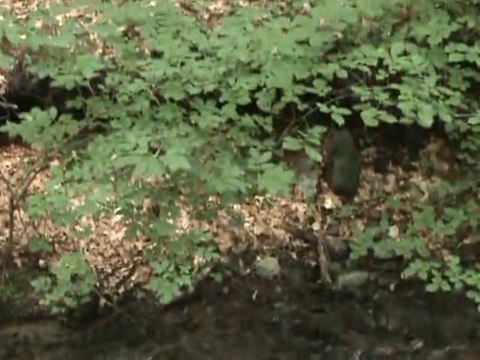 Bolu Yedigöller Milli Parkı - Nature Seven Lakes Paradise