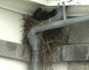 Le choucas des tours