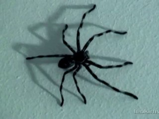 Aranhas Insanas V2 - InsanidadeParcial.com.br