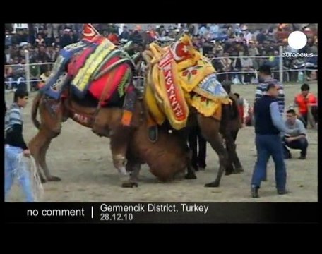 Combats de chameaux en Turquie - no comment