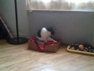 Kaïpi qui joue avec la plume