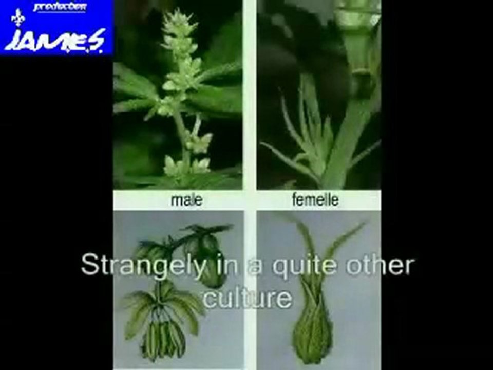 1 2  le cannabis (english subtitles)