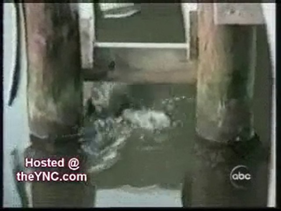 Videos Graciosos - Animales inteligentes