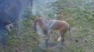 lion mangeur d enfants
