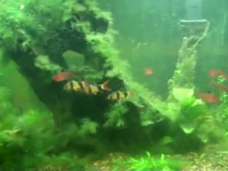 David Jolley's 75 gallon planted fishtank