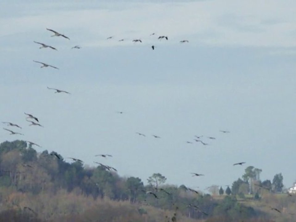 Les grues se posent à la réserve St Martin de Sx(40)