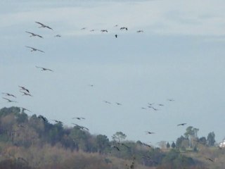 Les grues se posent à la réserve St Martin de Sx(40)