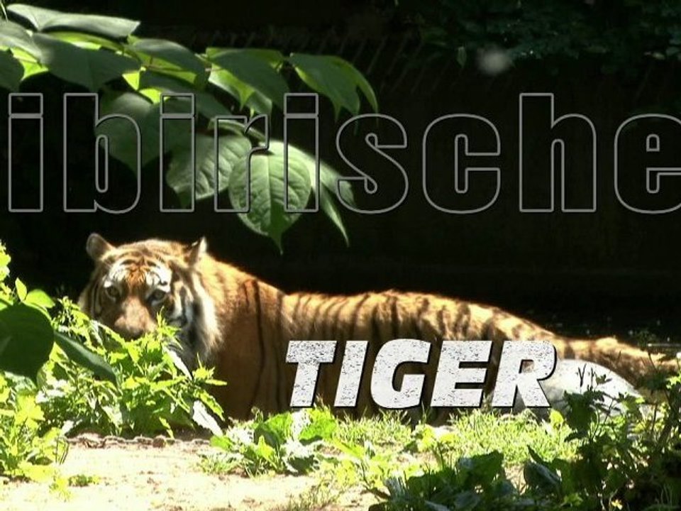 Sibirischer Tiger