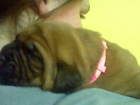 BBS de L'Exigence 15 jours fifille ( Crack x Sevilla )