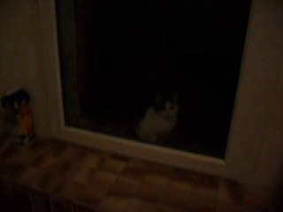 Chat Mendiant