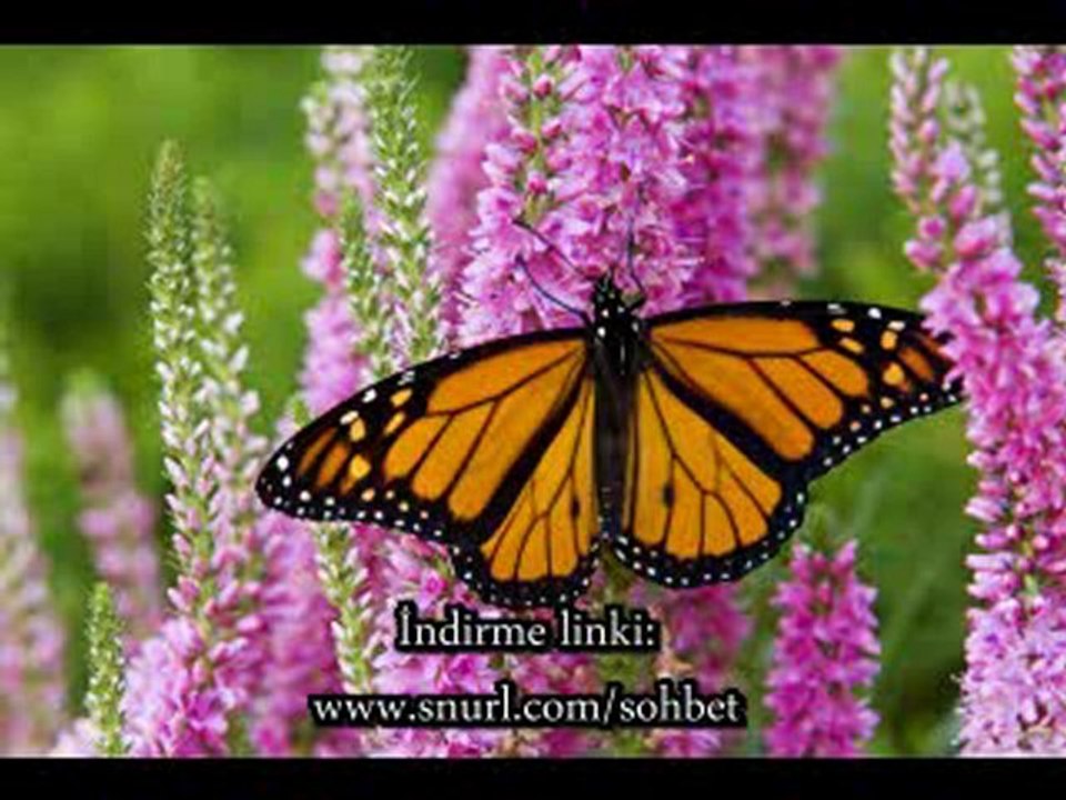 Ahir zaman alametleri - Dinimiz islam sohbet izle indir