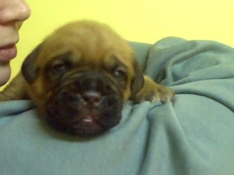 de L'Exigence BBS 15 jours male 2 ( Crack x Sévilla )