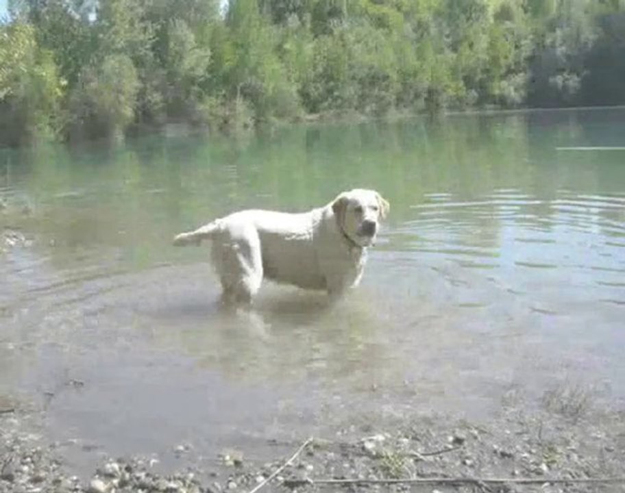 un chien et de l'eau ...