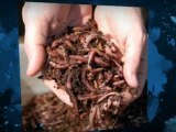 Using Worms for Bin Composting