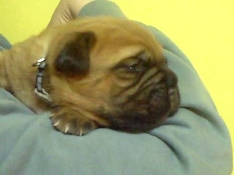 BBS de L'Exigence 15 jours mini crack ( Crack x Sévilla )