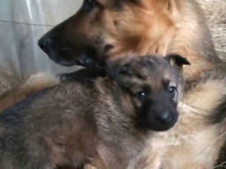 Las mujeres de este mundo