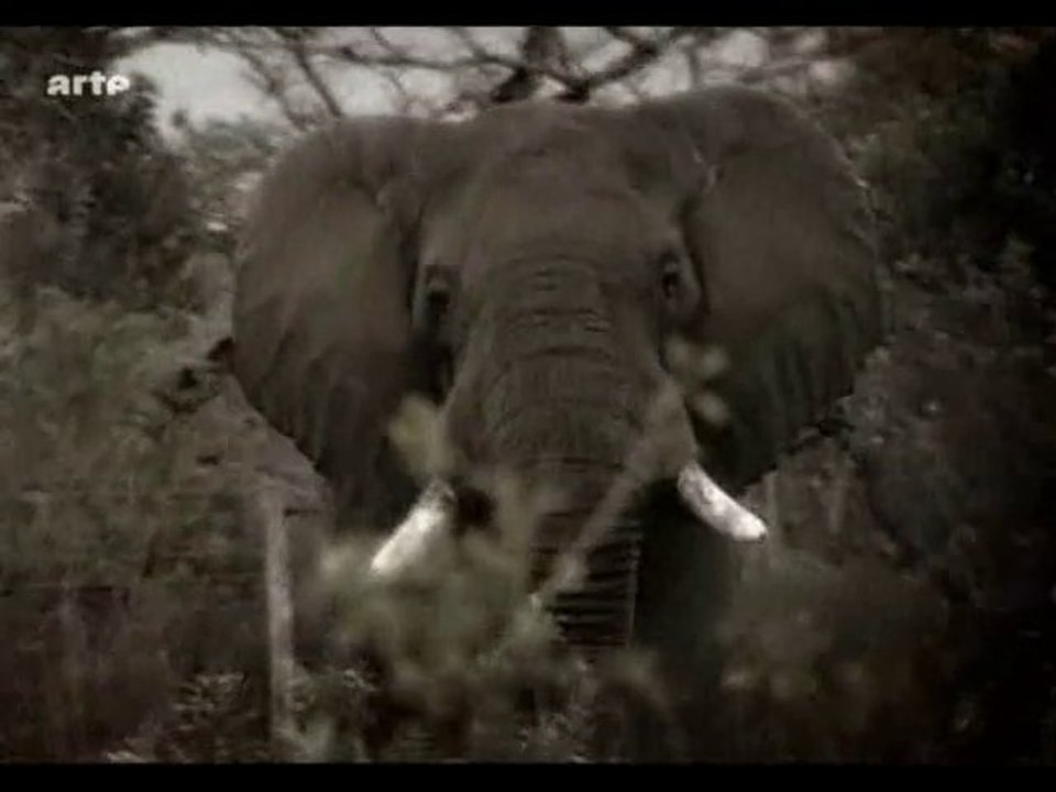 memoires d'elephants (2)