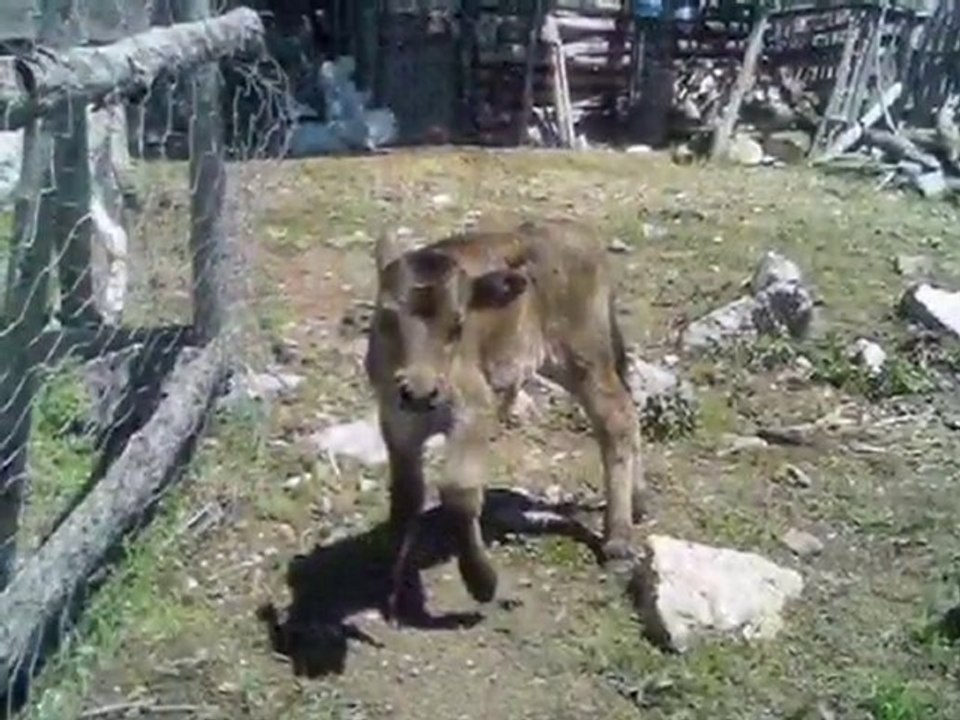 Eski Anılar