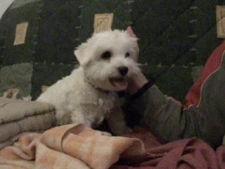 DSCN5431 SUZON OU LA JOIE DE VIVRE !!!!!!!!!