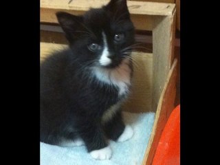 chatons 3 mois