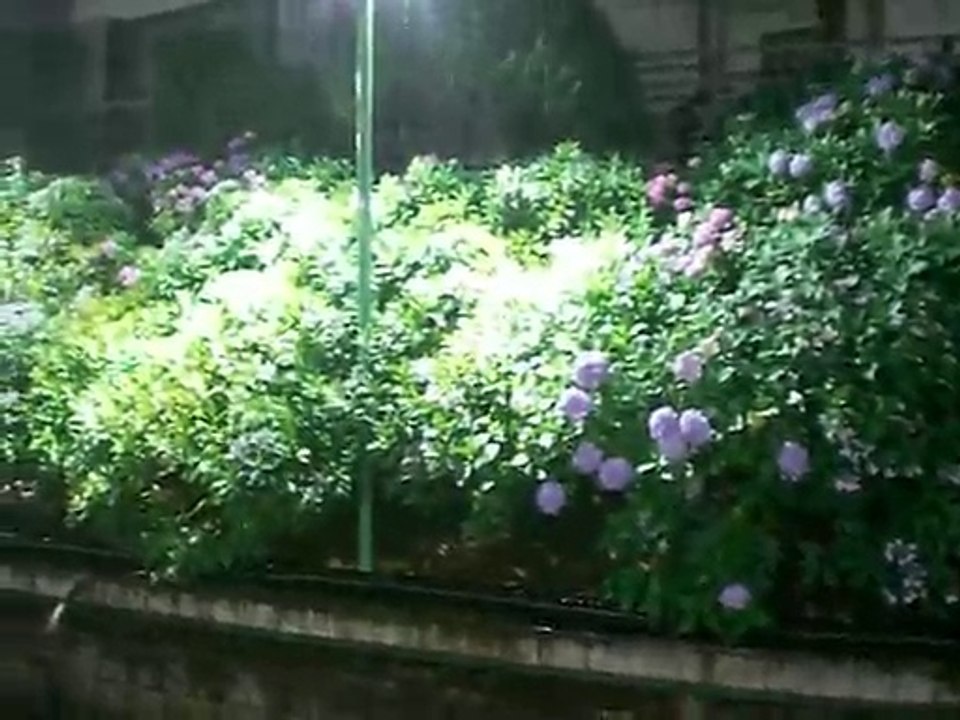 京王井の頭線　東松原駅　紫陽花ライトアップ