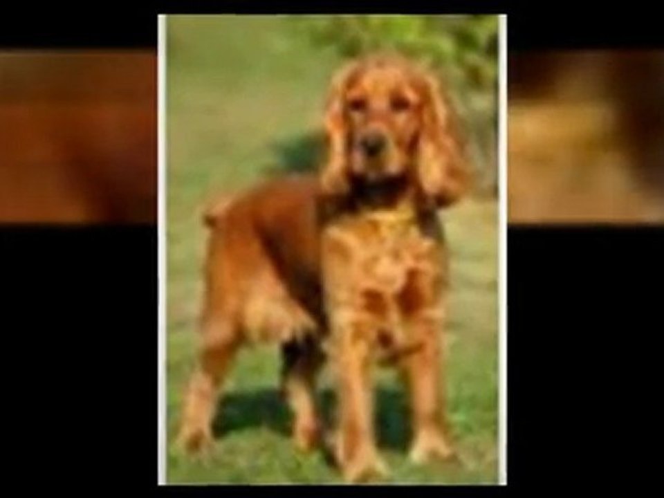 Healthy Homemade Dog Food Recipes