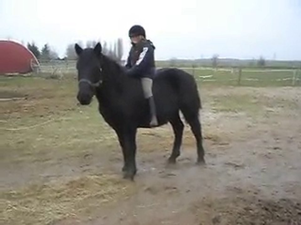 POULAIN MERENS 21 MOIS. 3 pas arrêt caresse. 29/12/2010