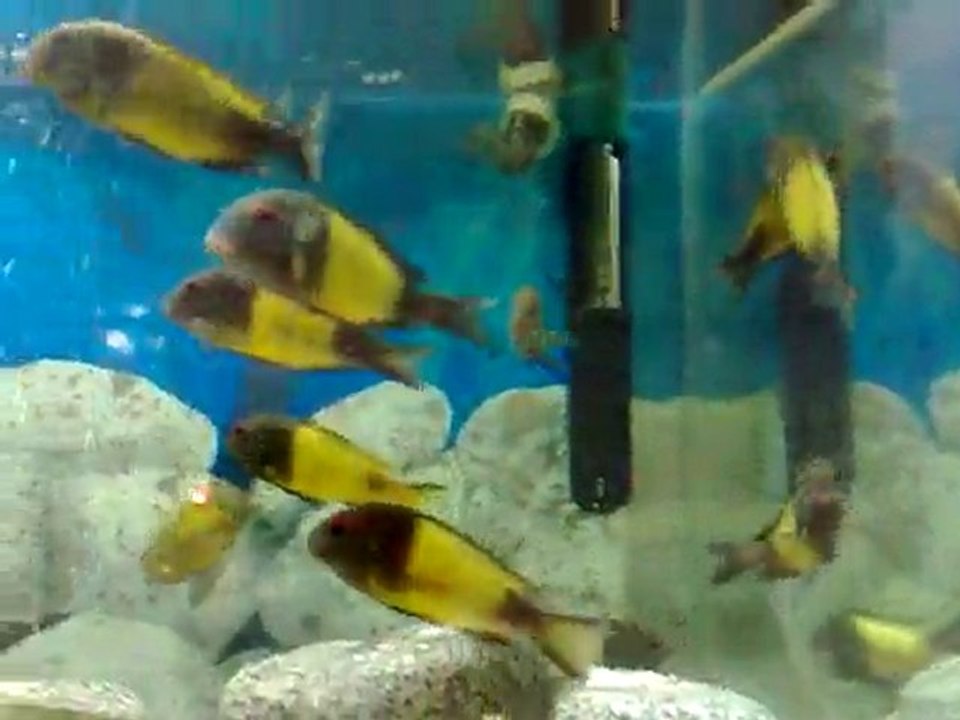 İKOLA KAİSER ÖZEL