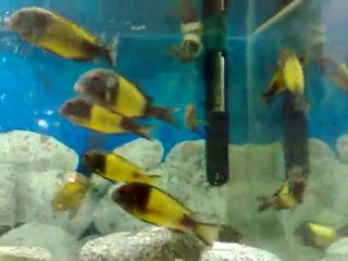 İKOLA KAİSER ÖZEL