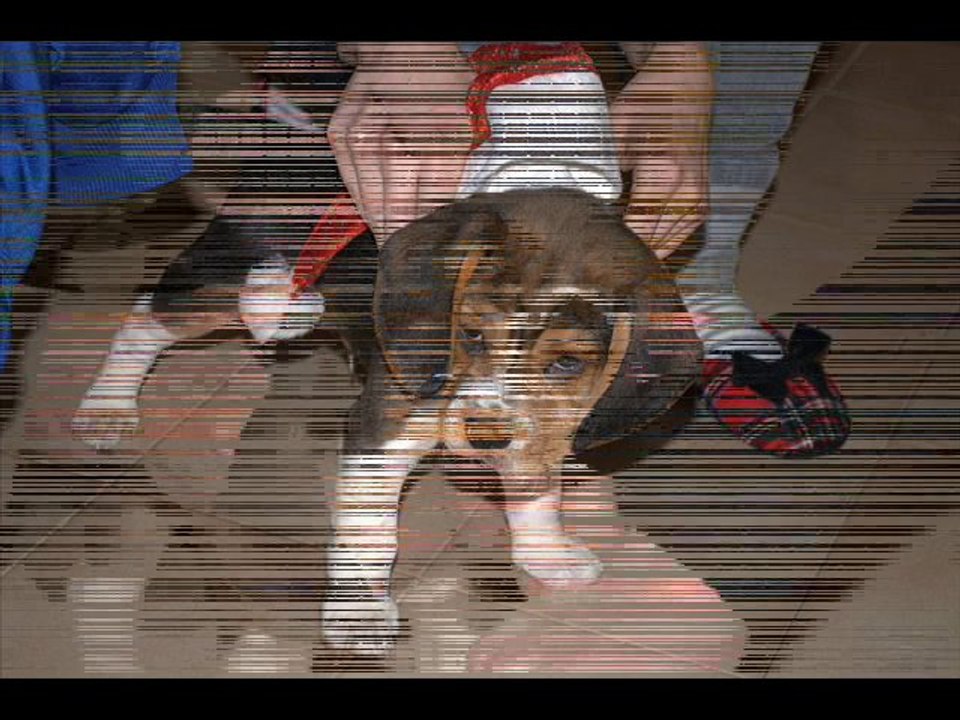 Beagle Puppy