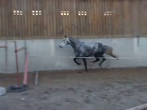 Ecuries du Nevez Radja 3