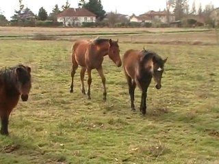 les poulains decembre 2010