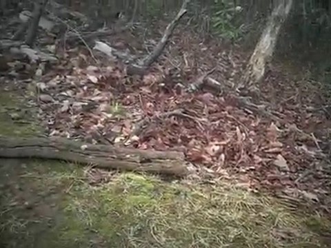 Rocky Top / Gatlinburg / Smokey Mountains / Hiking