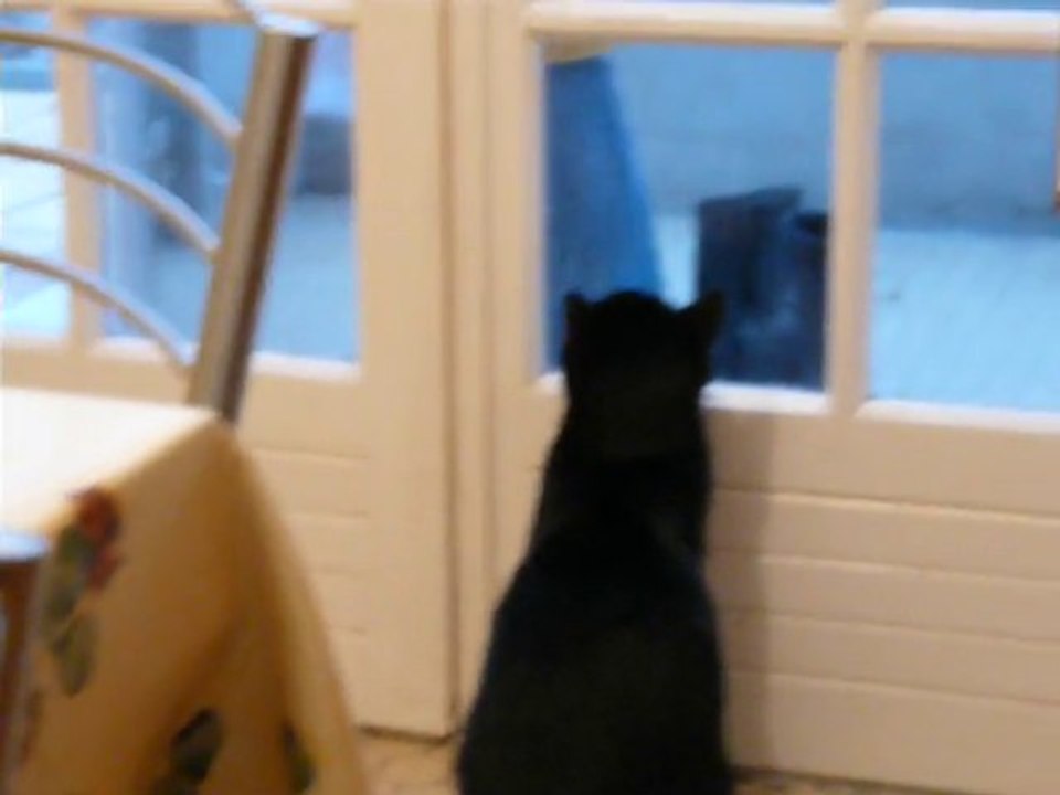 Tequila (chat)