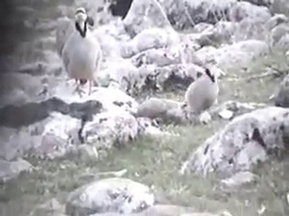 Nedim varol.keklik avı keklik sesi