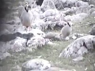 Nedim varol.keklik Avı keklik sesi