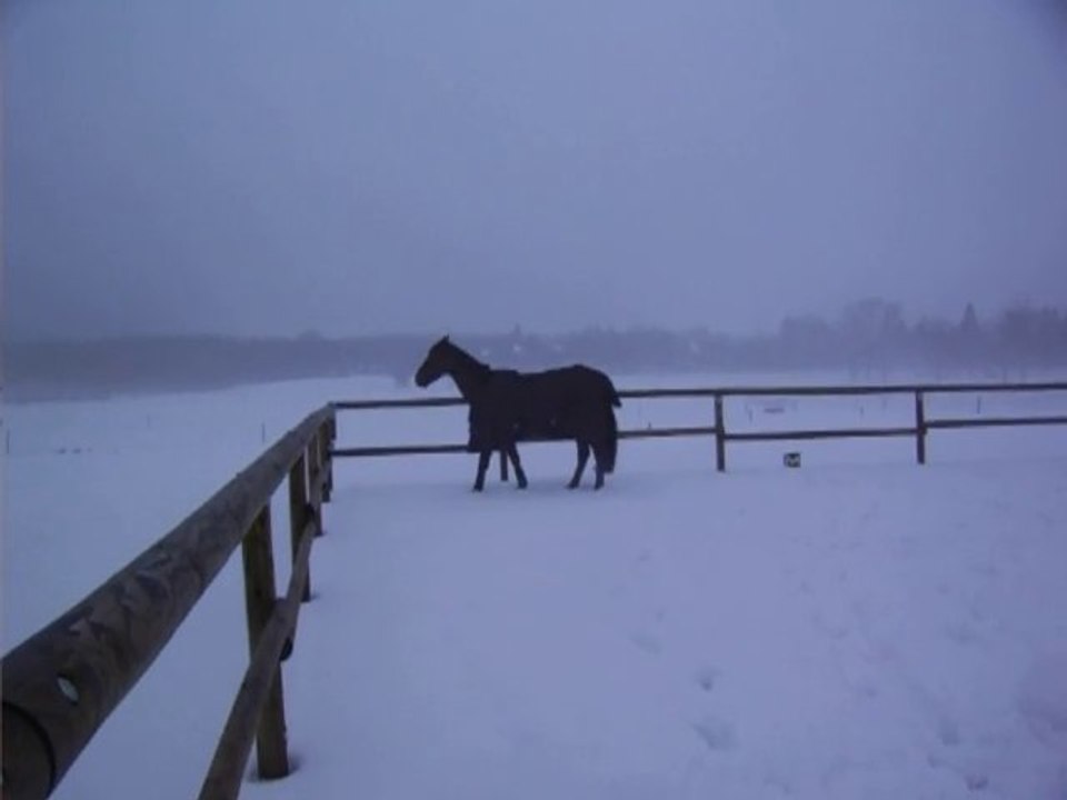 Queton et la neige le 22 décembre 2010 (2)