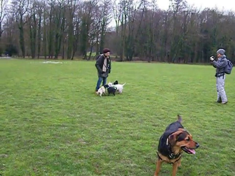 Balade en meute au parc