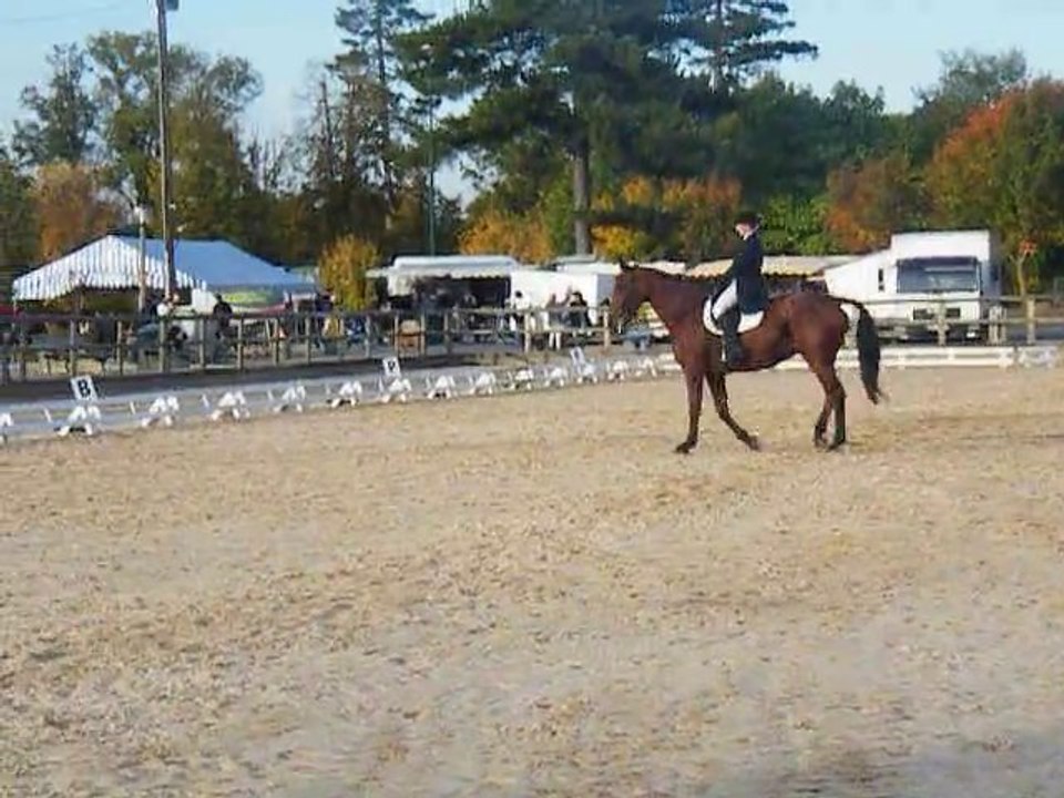dressage kosiki