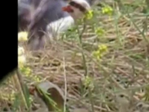 Nedim varol.cenabı Allah bunları nakış nakış süslemiştir.