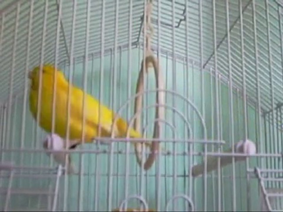 رابط تحميل صوت الكناري . أجمل صوت الكناري