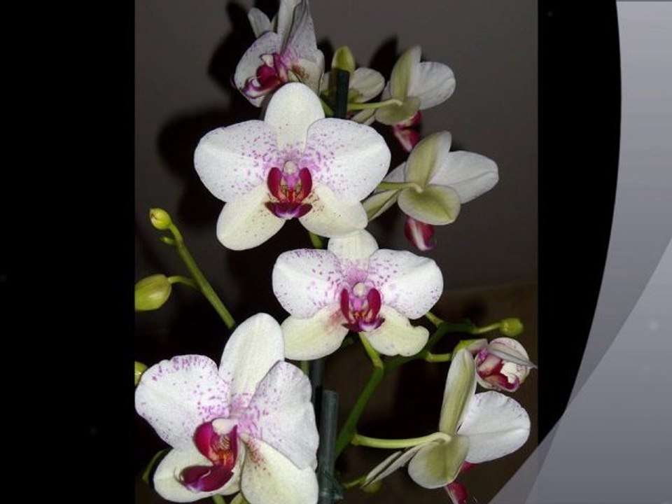 Meilleurs voeux pour 2011