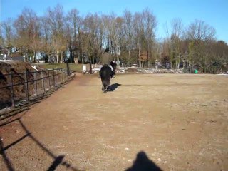 Sipan Pure Race Minorquine 6 ans
