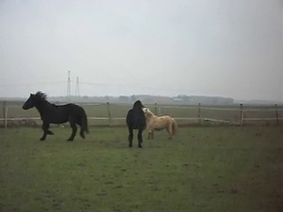 POULAINS MERENS et un des Shetlands, Gaston: joyeux drilles!