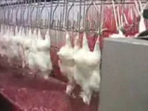 KFC n'est pas Hallal